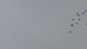 Выпуск Будапештских голубей 14.07.19