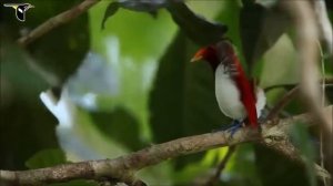 Dunyodagi eng chiroyli quron tilovati, eshiting lekin yig'lamang. Most beautiful Quran recitation.