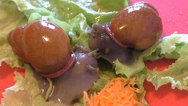 Улитки(мегасы). Купание улитки и обед. Вид улитки - мегасы.