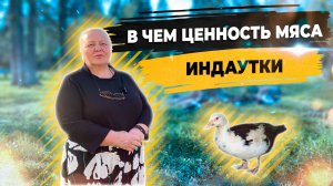 Мускусные утки. Свободный выгул. Где купить мясо и яйца индоутки?