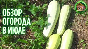 Обзор огорода в июле. Вернулся к жене в деревню. Деревенский огород. 139 серия