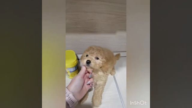 Мини мальтипу 🤗