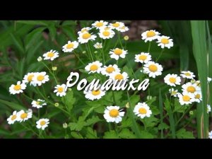 Ромашка. Дачные картинки.