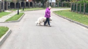 Дрессировка маремма абруцкой овчарки.