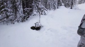 ПРОВЕРКА КАПКАНОВ НА СОБОЛЯ / ДЕНЬ ТРЕТИЙ...