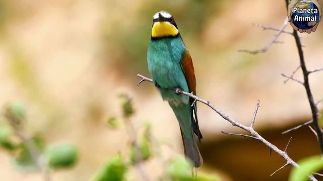 ABELHARUCO [ O TERROR DE ABELHAS ] смотреть онлайн