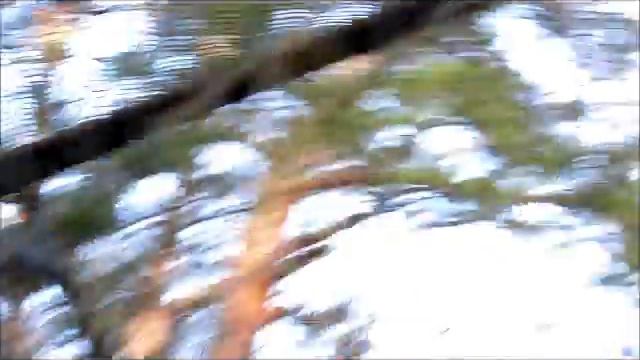 Каракал, камышовый кот и лиса 28.10.17г. смотреть онлайн