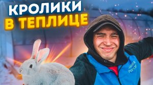 КРОЛИКИ ЗИМОЙ В ТЕПЛИЦЕ/КУПИЛ КРОЛЬЧИХУ