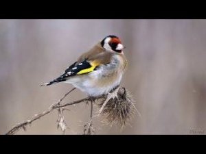 Щегол черноголовый (Carduelis carduelis)