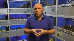 Уход за рыбкой гуппи