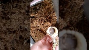 Окоронение черенков грецкого ореха 1