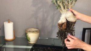 Адениум Арабикум | Пересадка