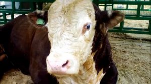 Крупный рогатый скот мясного направления на выставке АгроОмск 2018г