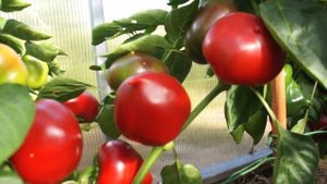 Обзор урожайных сортов сладкого перца 2022г