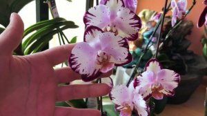 Phal. Ever Spring Prince как определить вариант цветения. Орхидея из Бурятии Хаген Дас