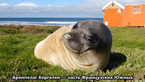 FT4XU Острова Кергелен. С сайта dxnews.com