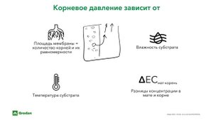 Водный баланс растений.Часть 2.3