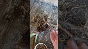 пересадка филодендрон село в лечузу пон
