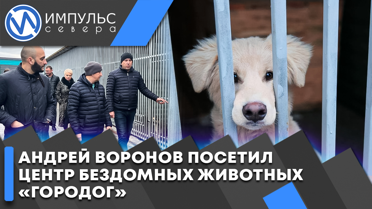 Глава Нового Уренгоя Андрей Воронов посетил муниципальный приют «ГороДог».
