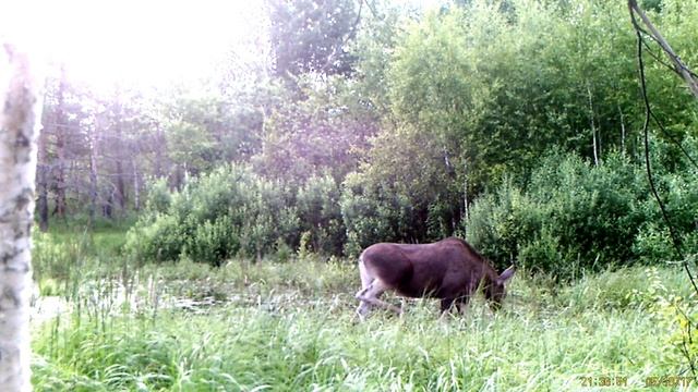 Самка лося 4 смотреть онлайн