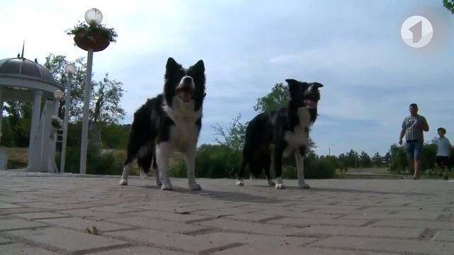 Детская познавательная программа "Что? Откуда? Почему?" - 24/03/21 смотреть онлайн