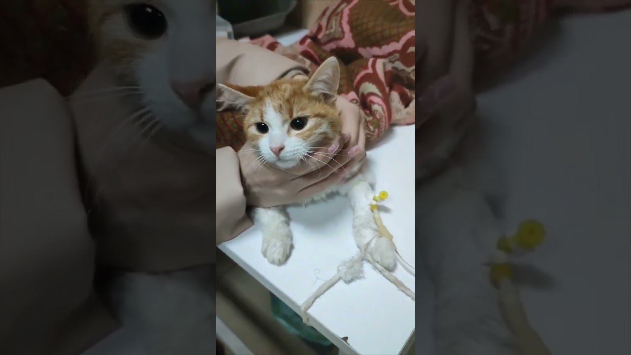Продолжаются капельницы Оскару