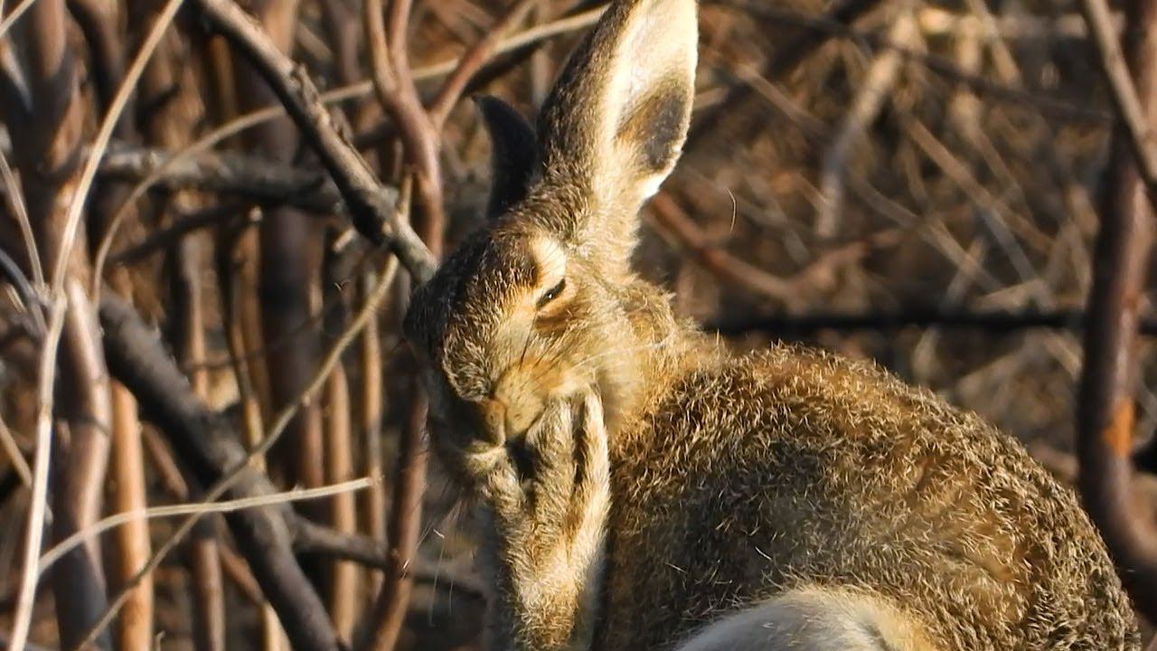 Зайчонок чистит свои лапки / Baby hare is cleaning its paws смотреть онлайн
