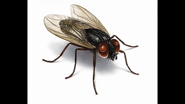 а муха тоже вертолет,но без коробки передач... смотреть онлайн