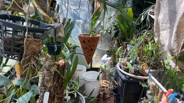 LIVE IN THE ORCHID JUNGLE I FERTILIZER DAY I Talk on Phalaenopsis смотреть онлайн