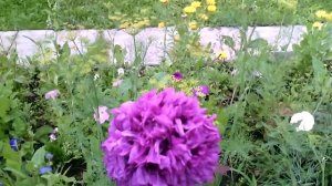 Мак махровый пионовидный на даче у подруги. #Цветочки +++))) Неприхотливый однолетник... #Клумба