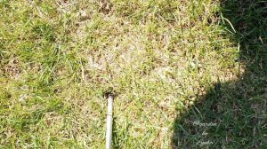 Посадка маргариток и крокусов в газон