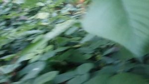 Малина **Брусвяна**- любимица садоводов .Её кто ест без спросу?