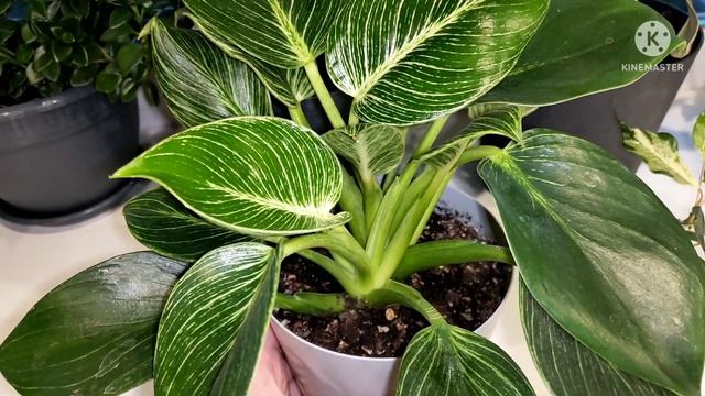 Комнатнын цветы. Окно на кухне. смотреть онлайн