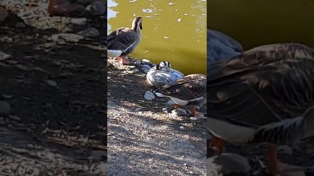 Не смотреть Алматинский! Алматинский зоопарк! смотреть онлайн
