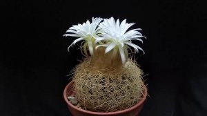 Discocactus zehntneri ssp. araneispinus HU440