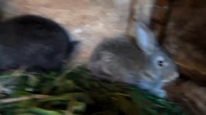 Маленькие три домашние кролика. Серые кролики и белый кролик. Little three domestic rabbits