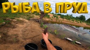 ЗАПУСКАЮ РЫБУ В ПРУД ! ОСЕТРОВЫЕ !  [Жизнь в деревне]