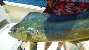 HOW TO FIND MAHI - Fishing for Pelagic Offshore Fish