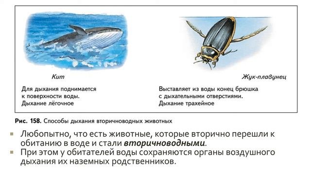 Биология 7 класс. Урок 54