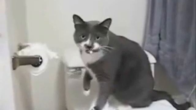 Тигр Шоу :D (Выпуск 2) Друг по имени Бобик смотреть онлайн