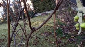 Обрезка метельчатой гортензии Левана.