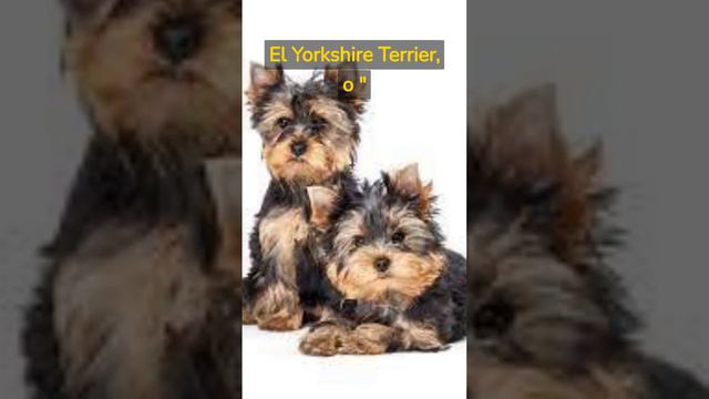 top 3 razas de perros mas pequeñas del mundo смотреть онлайн