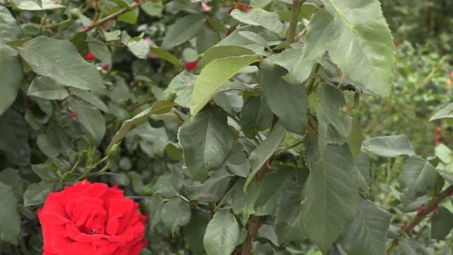 роза красный конь, начало цветения. питомник роз полины козловой, rozarium.biz, rose Park red horse смотреть онлайн