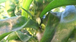 Болезни флоксов -  Цикады