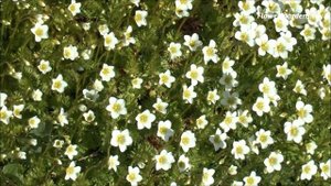 Камнеломка