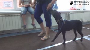 Занятие в группе по дрессировке (курс Начальное послушание). Тольятти, 5 июня 2022.