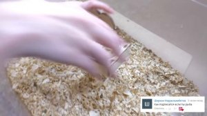 УБОРКА У ХОМЯЧАТ СТЕШИ \ ЧЕМ КОРМИТЬ ХОМЯЧАТ \ КОГДА БРАТЬ В РУКИ ХОМКИ \ Alisa Easy Pets