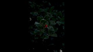 Sony 70-350mm f4.5-6.3 G OSS Lens - 2023 Review