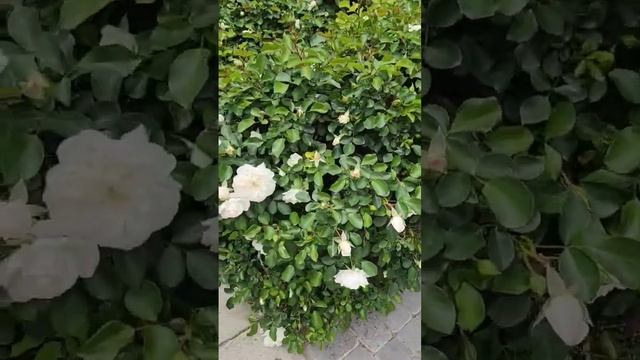 White Meidiland rose can gow tall as bush.-zone 10A