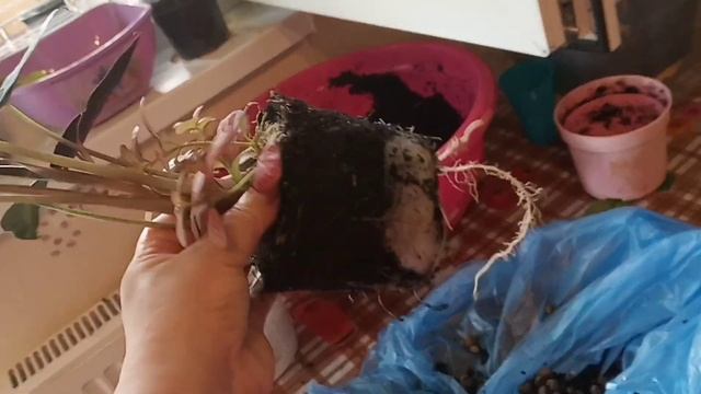 Этапы новой пересадки смотреть онлайн